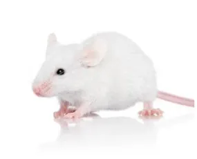 Frozen Mice - Fuzzy