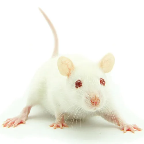 FROZEN MICE - HOPPERS 5PK
