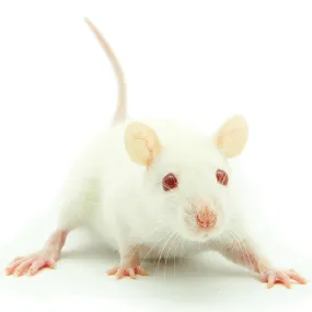 FROZEN MICE - HOPPERS 5PK